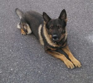 Jony, the retiring Melrose Police K-9