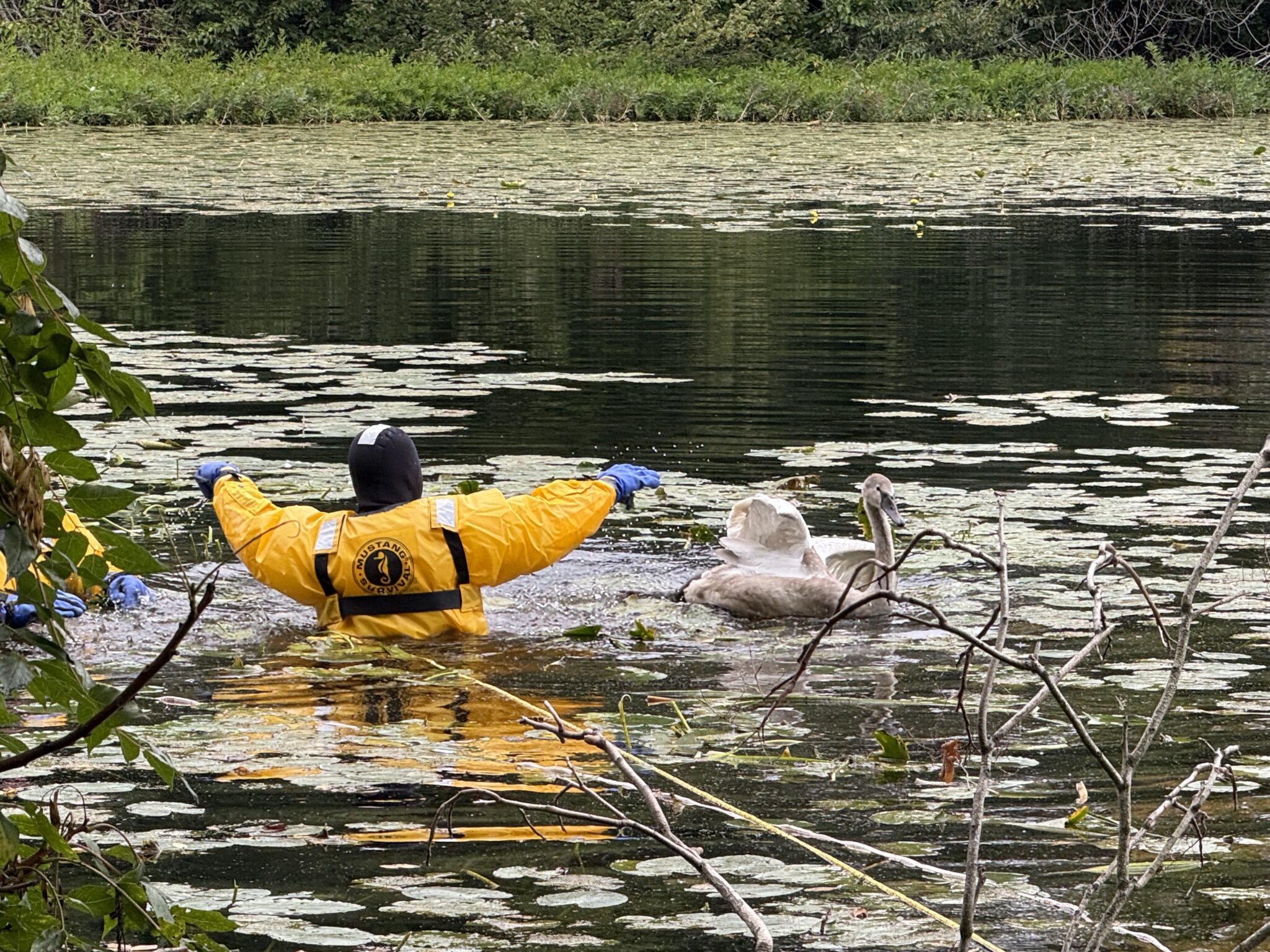 Attleboro Firefighters Rescue Swan Entangled in Fishing Line | John ...